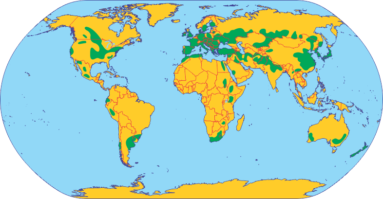 Райони вирощування пшениці у світі
