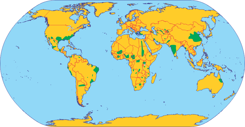 Райони вирощування бавовнику у світі