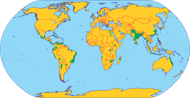 Райони вирощування цукрової тростини у світі