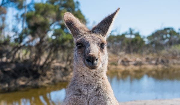 Рослинність і тваринний світ, природні зони Австралії