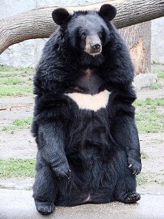 Гімалайський ведмідь