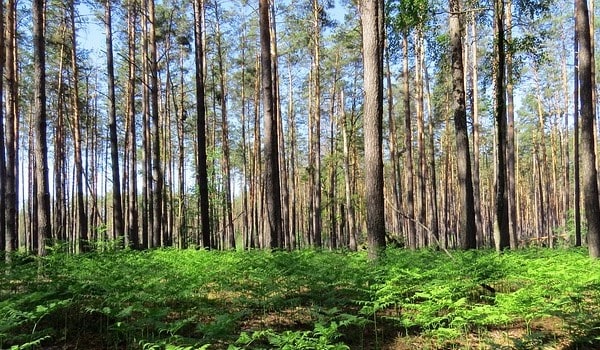 Зони мішаних та широколистих лісів України